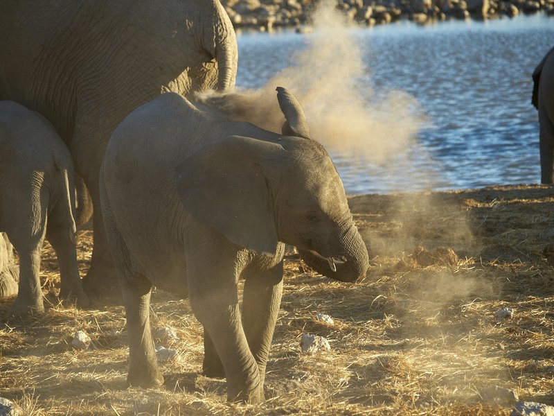 Elephant, Etosha National Park,
        Okaukuejo